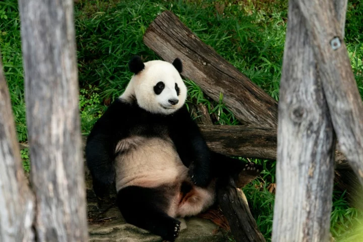 Washington's pandas return to China amid diplomatic strains