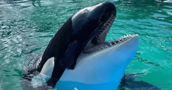 Who are the Lummi Nation? Native tribe fought hard to get Lolita released back into the wild