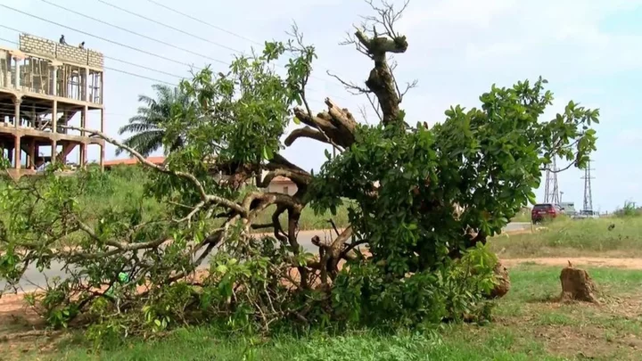 Komfo Anokye kola tree: Ghana outrage after 300-year-old tree felled