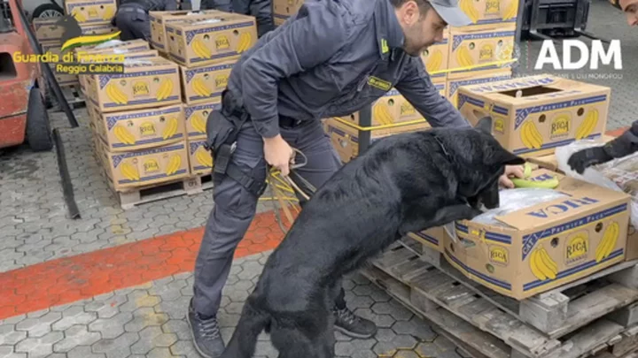 Italian police dog with fine nose for cocaine sniffs out drugs hidden in banana shipment