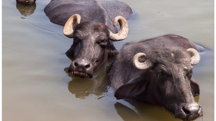 Karnataka: Man arrested for stealing buffaloes 58 years ago