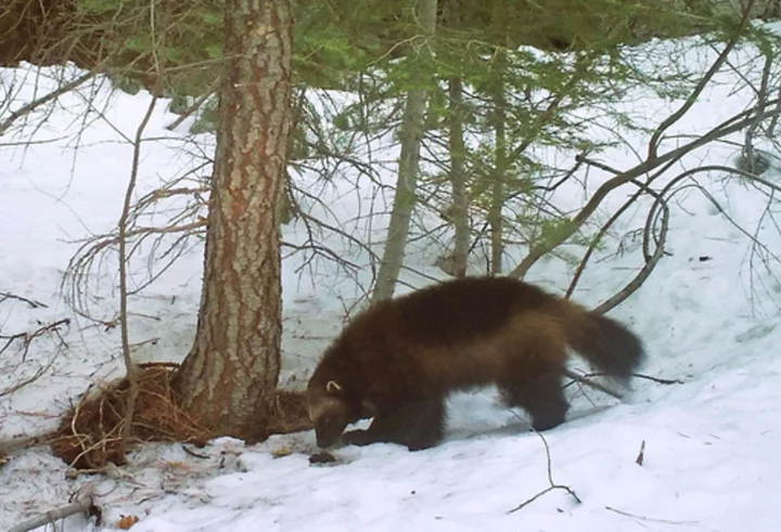 Wolverines threatened with extinction as climate change melts their snowy mountain refuges, US says