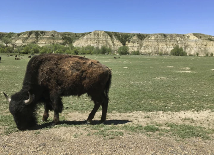 Theodore Roosevelt National Park to reduce bison herd from 700 to 400 animals