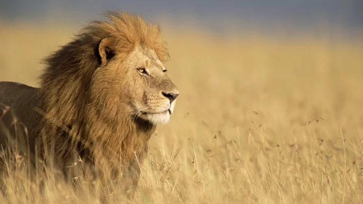 South Africa's Kruger National Park study: Animals fear human voices more than lions