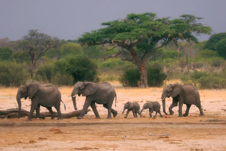 German tourist found alive three days after going missing in Zimbabwe safari park