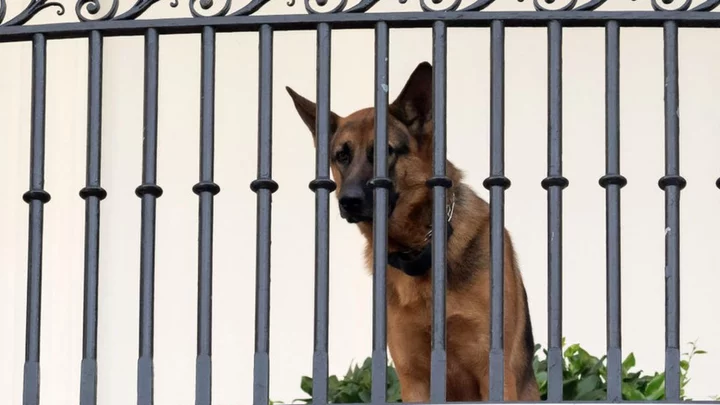 Biden's dog Commander leaves White House after biting incidents