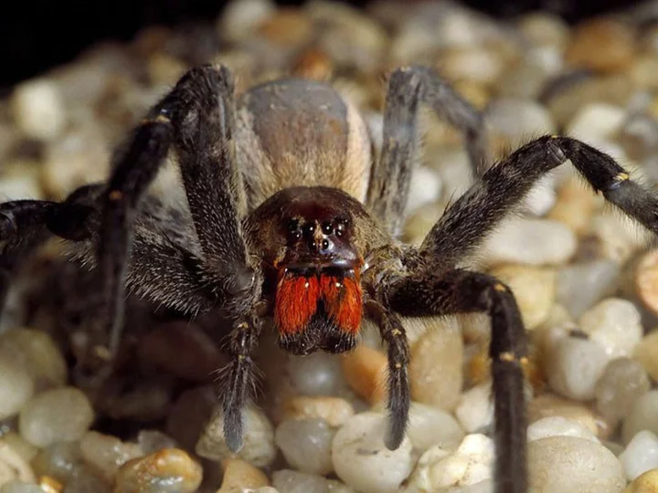 Supermarket evacuated after spider whose bite can cause painful erections or death spotted