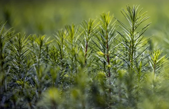 House Republicans propose planting a trillion trees as they move away from climate change denial