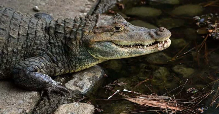 South Carolina woman, 69, muled to death by alligator, internet says 'keep granma away from the swamp'