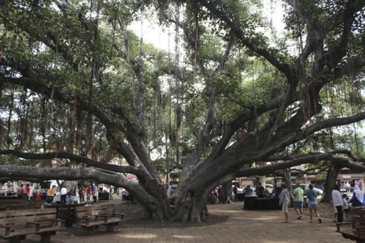 Ring by ring, majestic banyan tree in heart of fire-scorched Lahaina chronicles 150 years of history