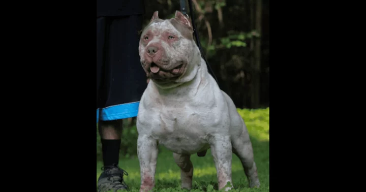 6 tragic incidents involving American XL bully dogs