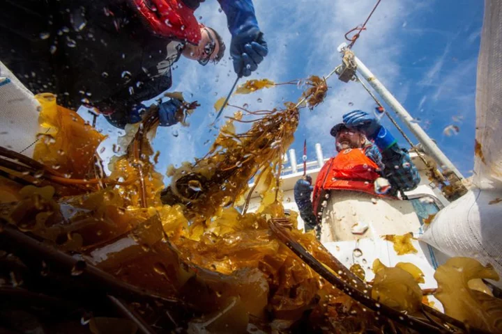 North American lobster industry confronts 'ropeless' traps after whale entanglements