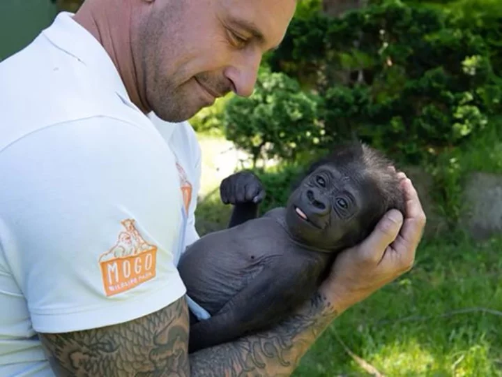 This baby gorilla almost died before a zookeeper held him close. Now he has a new adoptive mom