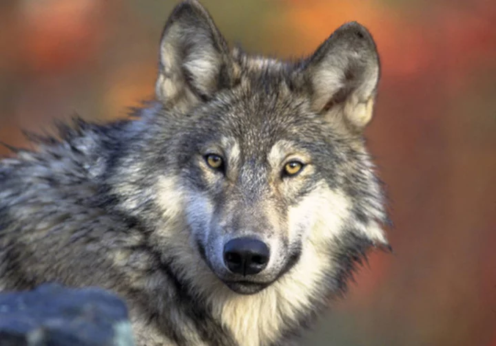 Animal welfare advocates file lawsuit challenging Wisconsin's new wolf management plan