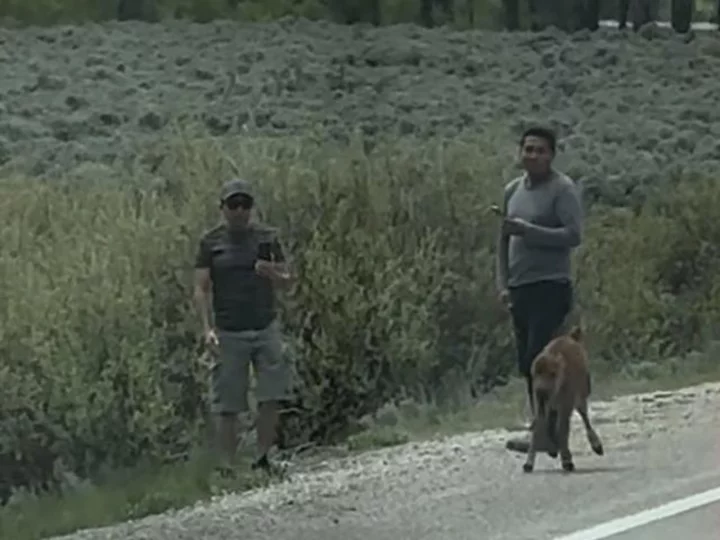 Park rangers are looking for 2 people accused of harassing a bison calf at Grand Teton National Park