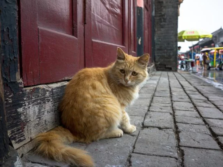 1,000 cats rescued in China from being slaughtered and sold as pork, mutton