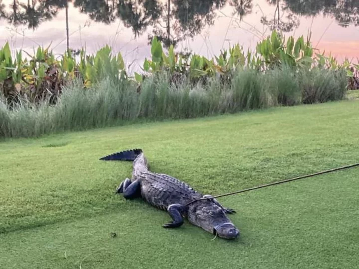 79-year-old hospitalized after alligator attack at Florida golf course community