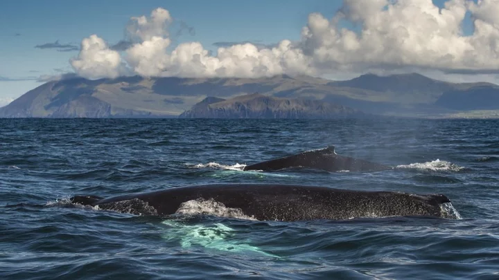 Donegal: Humpback whale sighting like 'lottery win'