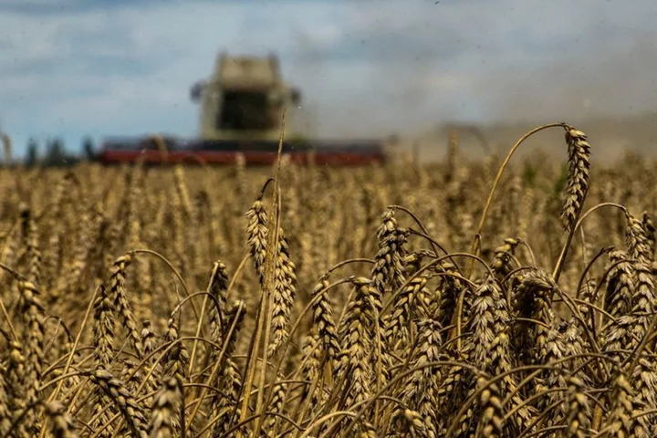 EU extends restrictions on Ukrainian grain imports