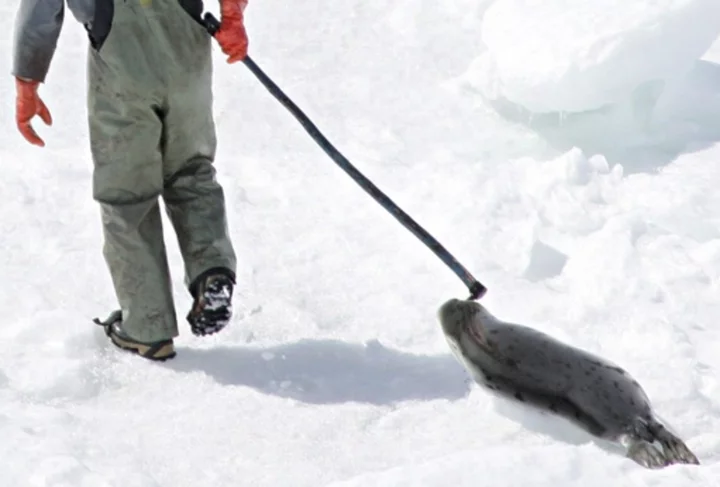 Canadian company pleads guilty to shipping banned seal oil to US