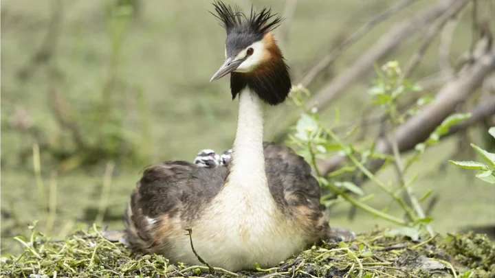 New Zealand: John Oliver's Bird of the Century backing ruffles feathers