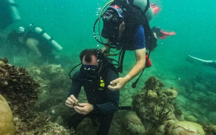 Florida's rising water temperatures raise concerns for health of coral reefs -scientists