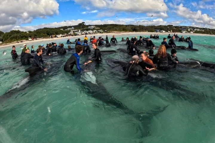 Entire pod of 97 pilot whales dies in Australia beaching