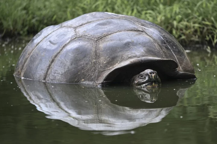 Endangered Galapagos tortoises suffer from human waste: study