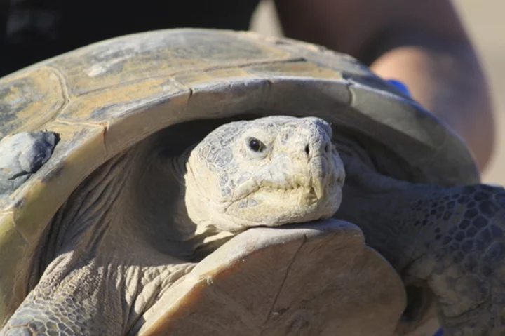 Biologists in slow and steady race to help North America's largest and rarest tortoise species