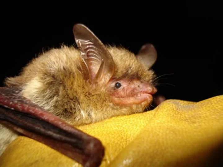 Senate votes to limit critical habitat designation for imperiled species and drop bat's protections