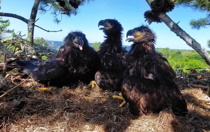 New chicks as 'widowed' Irish eagle finds a partner