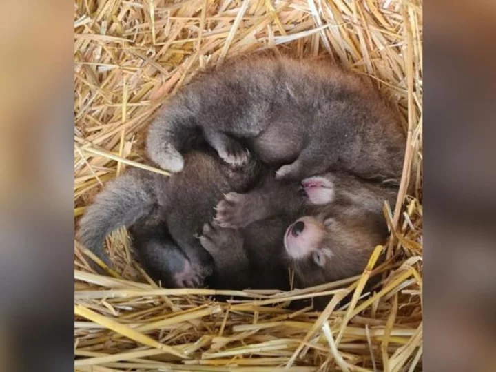 Red panda twin babies born at UK zoo boost species' endangered population