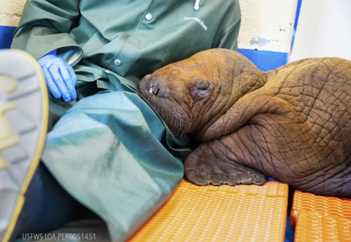 Rescued walrus calf that was receiving cuddles as part of his care in Alaska dies
