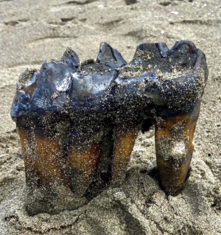 Woman walking on California beach finds ancient mastodon tooth