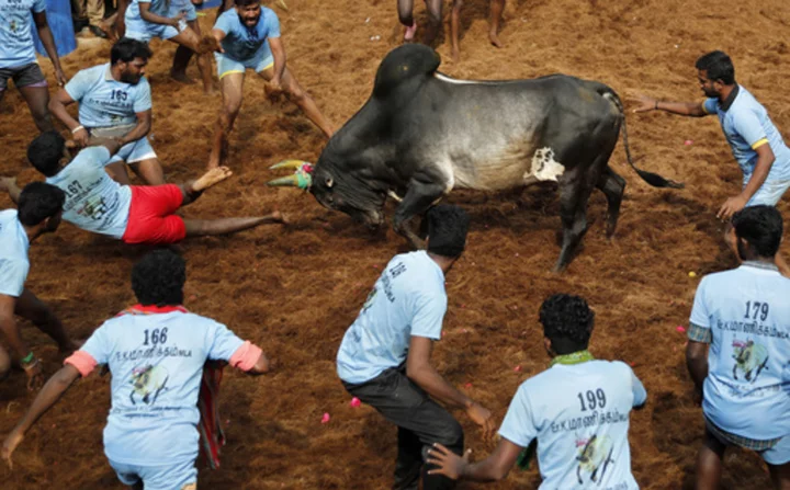 India’s top court allows bull-taming sport to continue despite criticism from animal rights groups