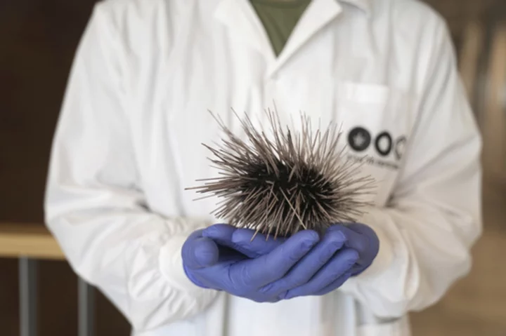 Red Sea corals threatened by mass sea urchin die-off, Israeli researchers say