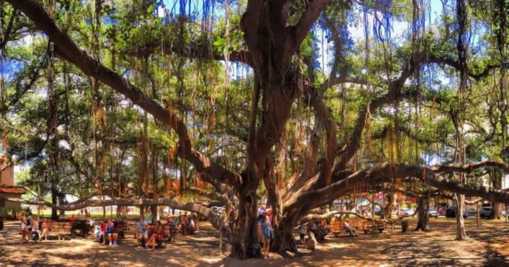 Burned but 'still standing': 150-year-old Lahaina Banyan tree emerges as 'beacon of hope' amid Hawaii wildfires