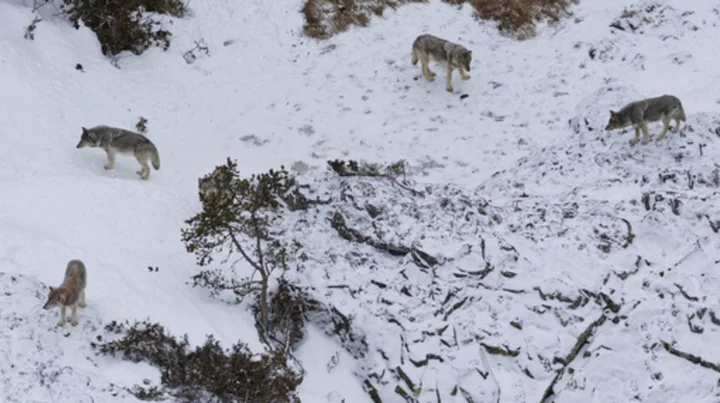Wolves that nearly died out from inbreeding recovered, now helping a remote island’s ecosystem