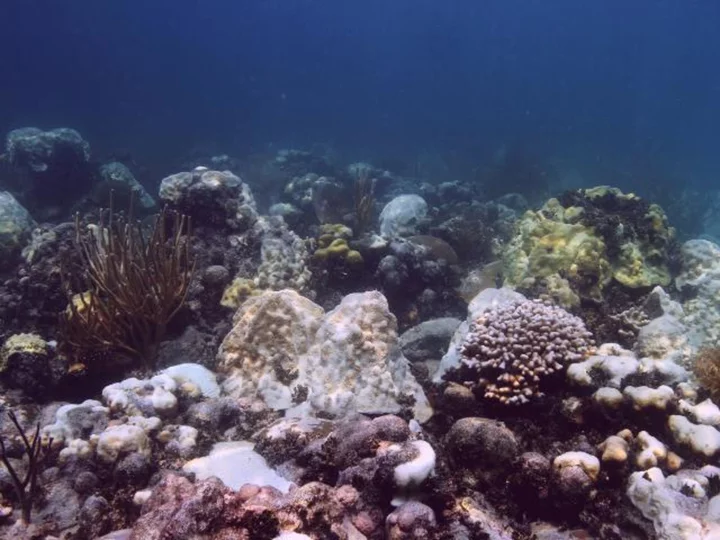 Unprecedented heat in Florida's waters could trigger one of the state's worst coral bleaching events