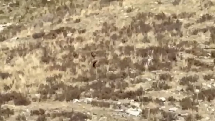 Is This Video of Bigfoot Legit?
