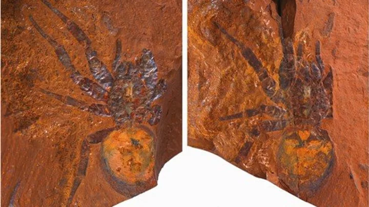Scientists find 'giant' dinosaur spider fossil in Australia
