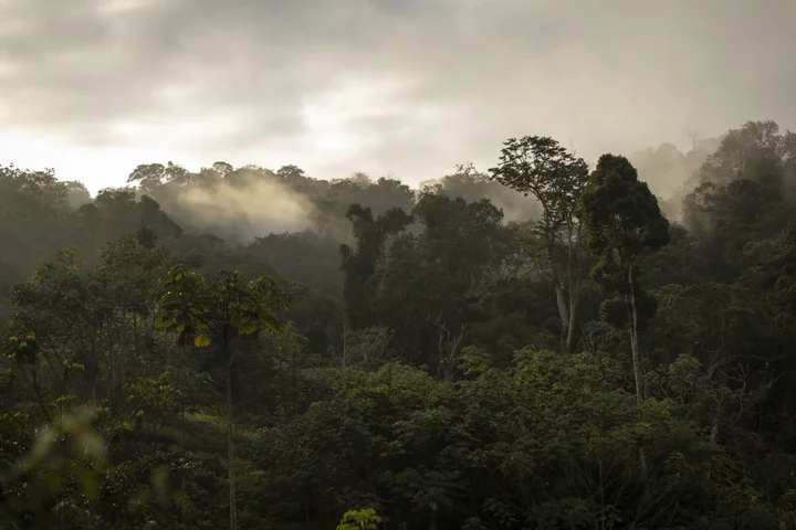 UK Watchdog Cracks Down on Junk Carbon Offsets as Stranded Assets Surge