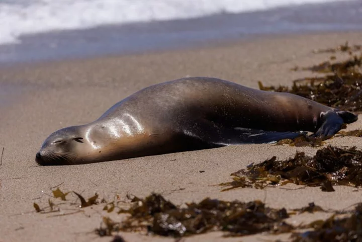 Sick sea lions washing ashore in California due to algae bloom