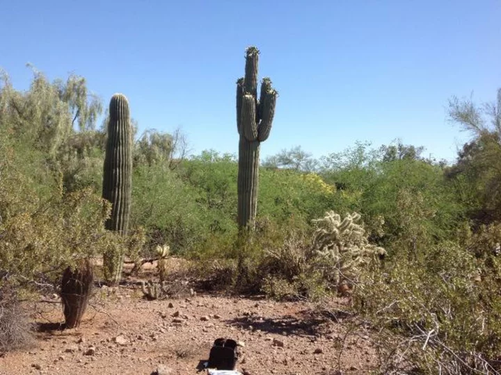 Phoenix's record heat is killing off cactuses