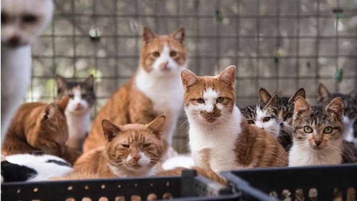 China: Police rescue 1,000 cats, bust illicit trade of feline meat