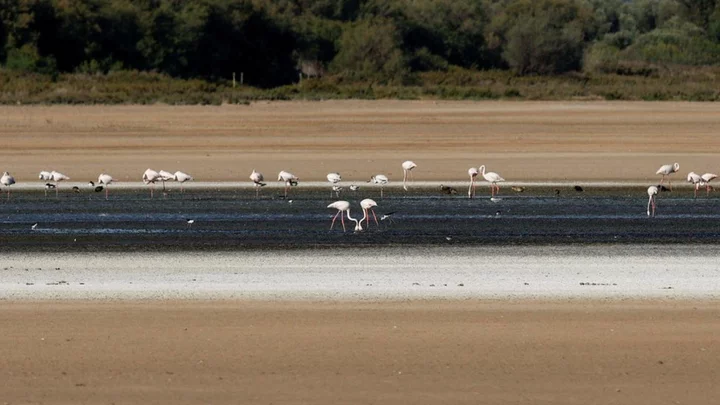 Spain drought forces Fuente de Piedra flamingos to find new home