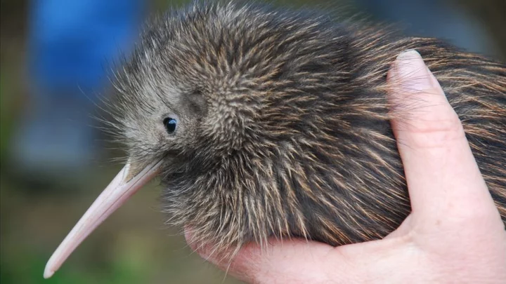 Miami zoo apologises for mistreatment of iconic kiwi bird