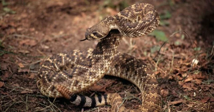 Deadly surprise: Arizona homeowner discovers pair of rattlesnakes hiding in bathroom ceiling