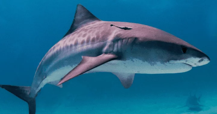 Claire Gugerty: Tiger shark attacks woman 'who loved swimming' on Mother's Day at South Carolina beach