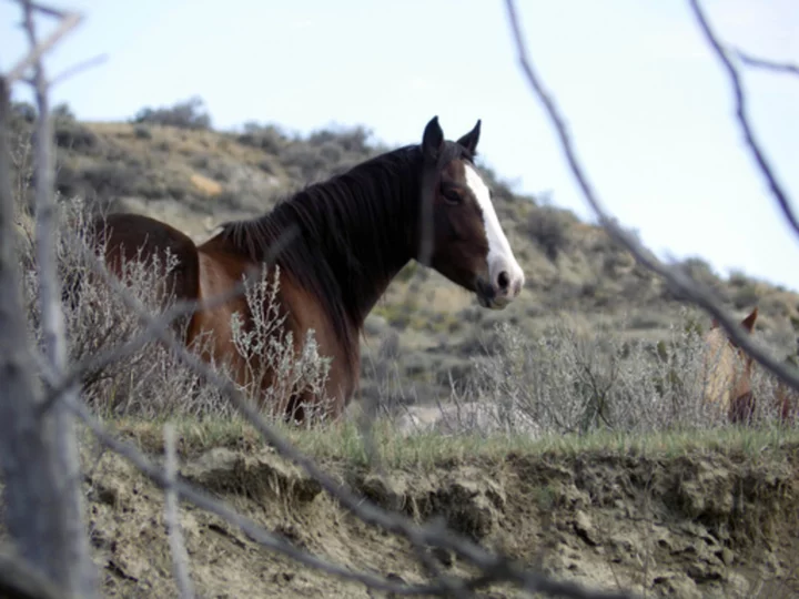 Decision on the future of wild horses in a North Dakota national park expected next year